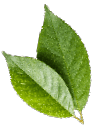 leaf-2