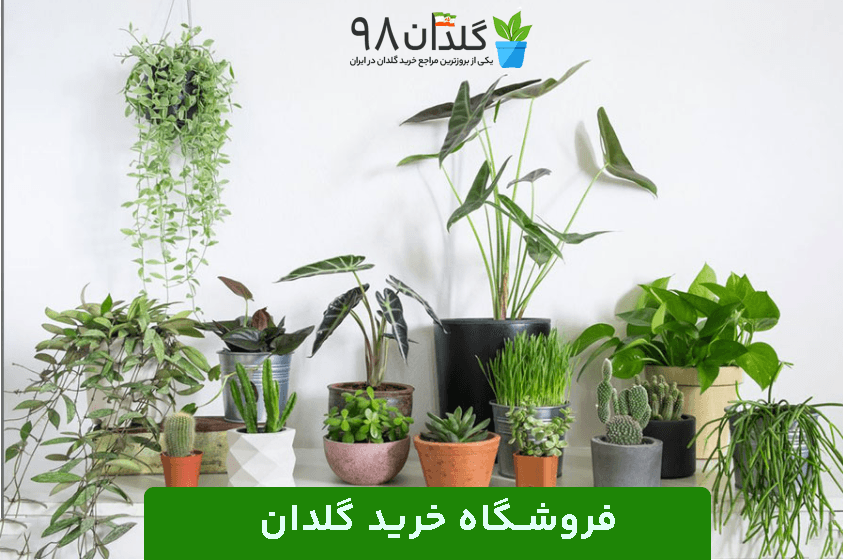 فروشگاه خرید گلدان