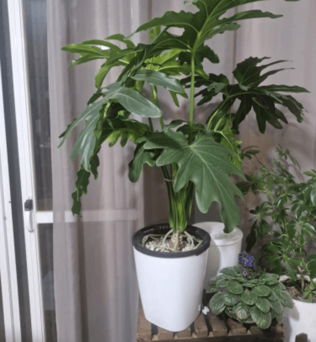 خرید گلدان آپارتمانی